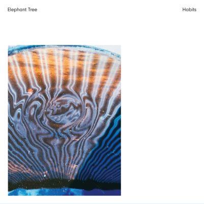 Elephant Tree - Habits