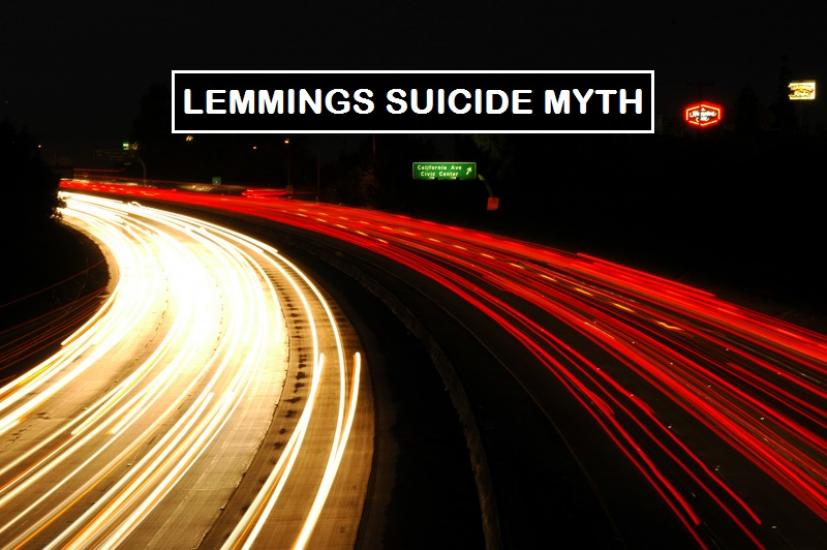 Lemmings Suicide Myth